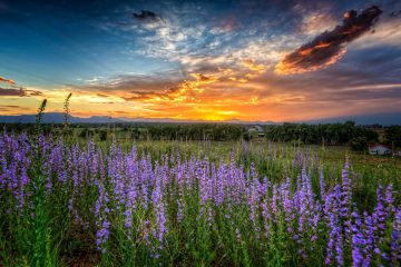 colorado-flowers