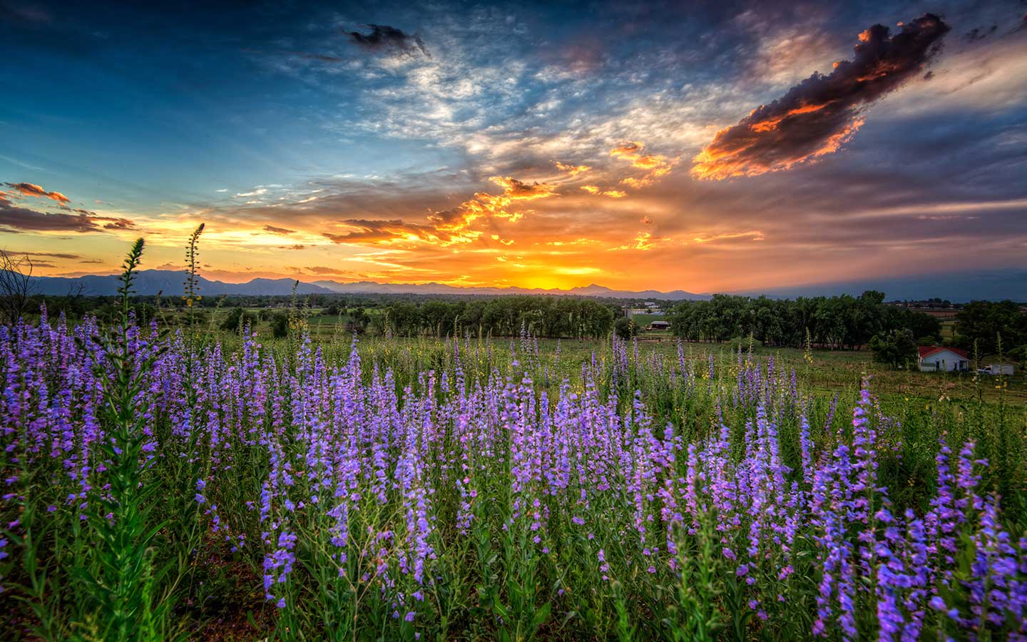 colorado-flowers