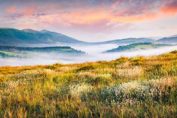 White flowers in the Carpathians Mountians in Ukraine on a foggy summer day.