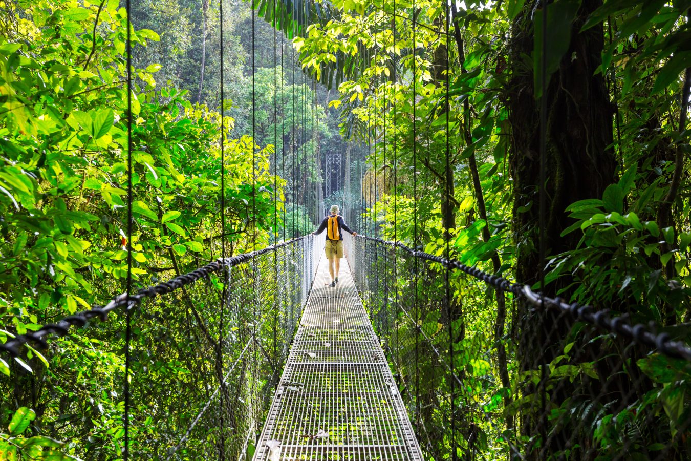 A hiker walking across a high, narrow bridge in the green tropical jungles of Costa Rica, Central America.