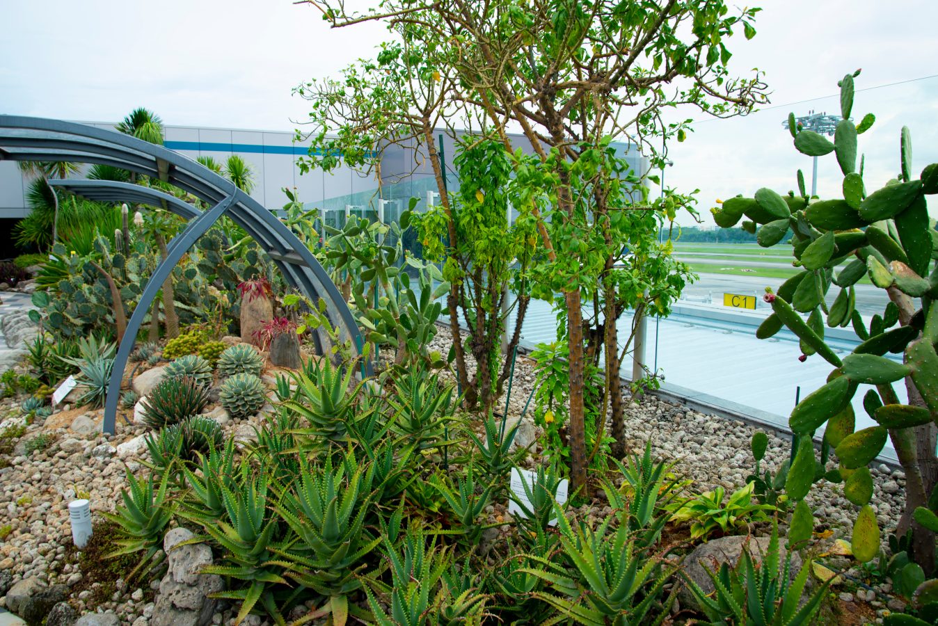 The Cactus Garden at Changi Airport, Singapore with the runways in the background.