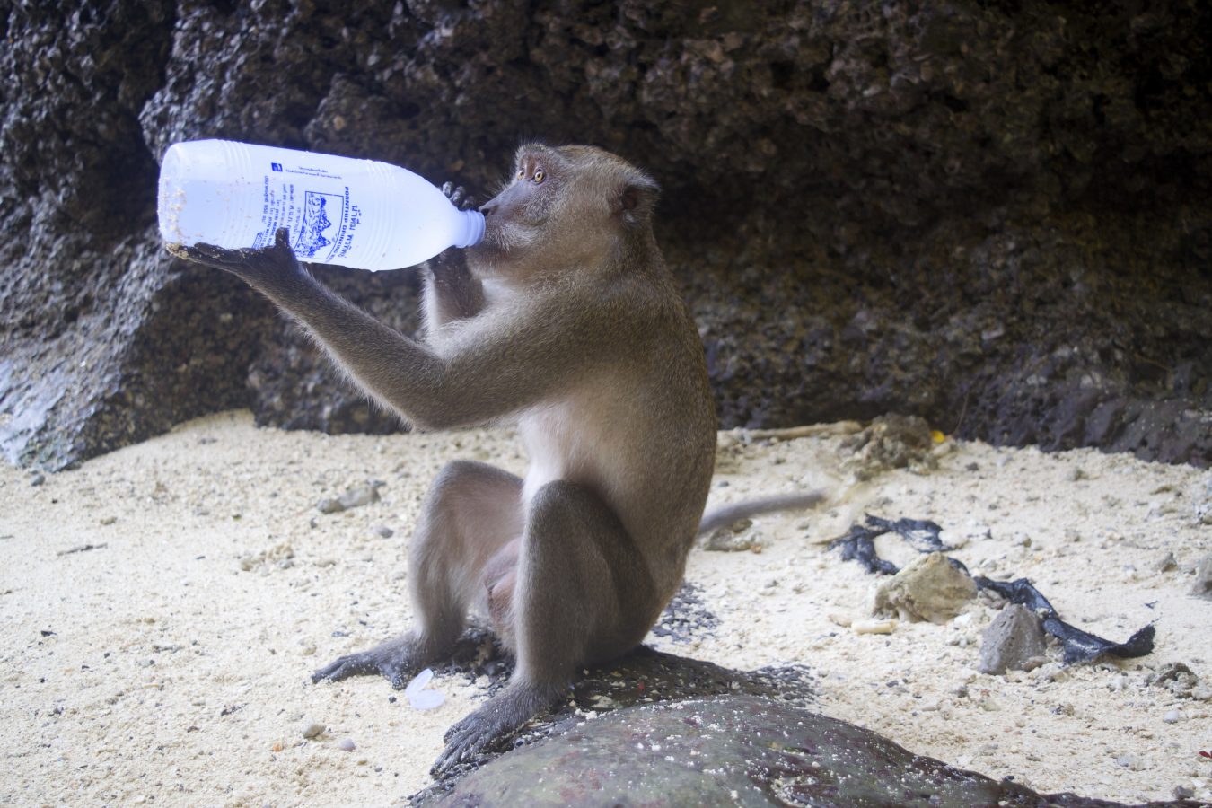 Monkey seen while island hopping in Thailand drinking from a plastic water bottle of a tourist.