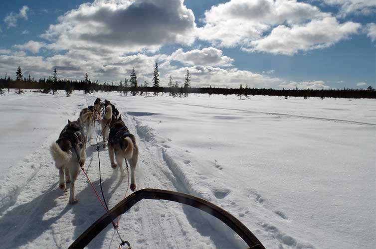 dog-sled-adventure-explore