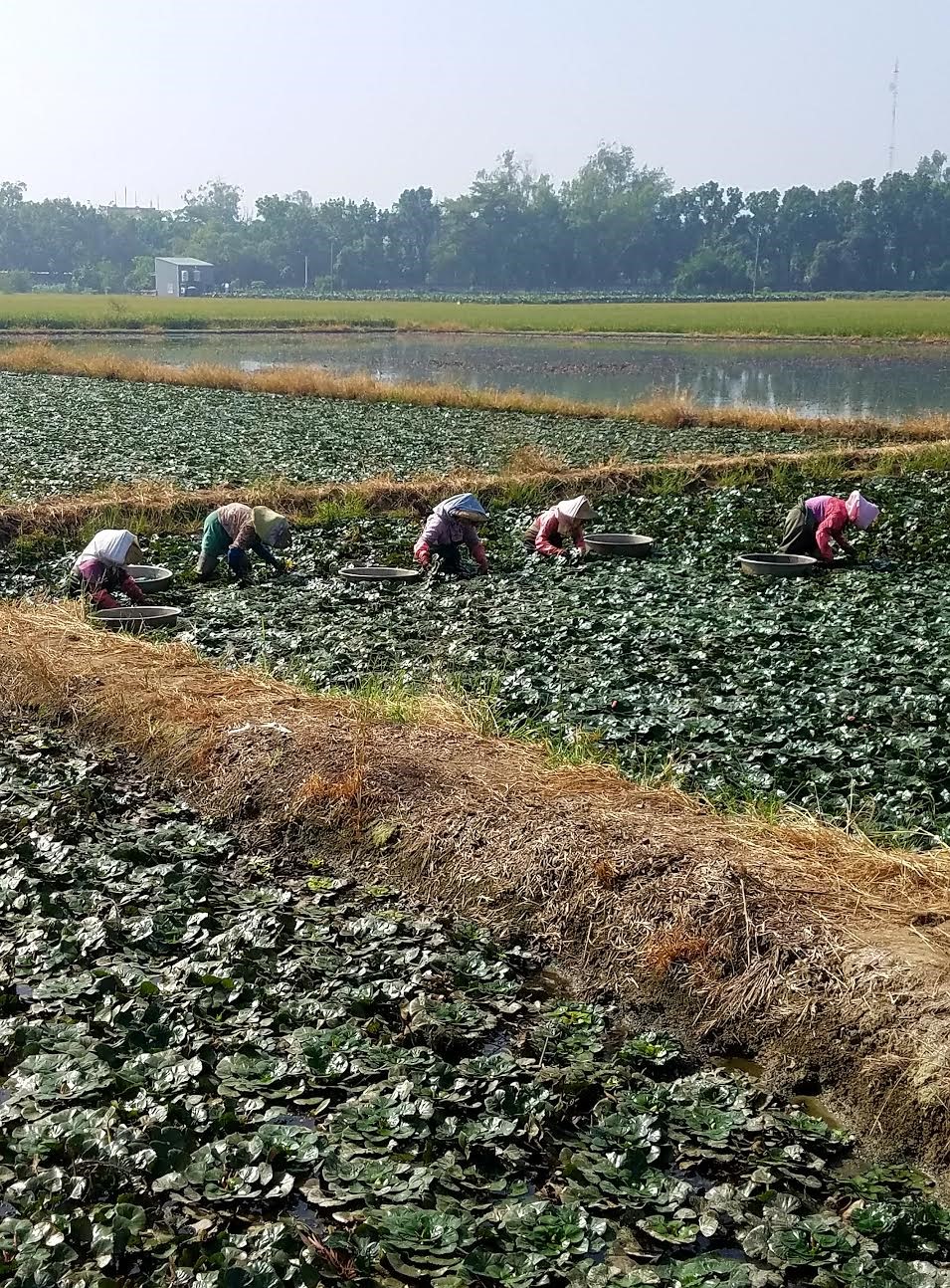 rice-paddy-cycling-in-taiwan