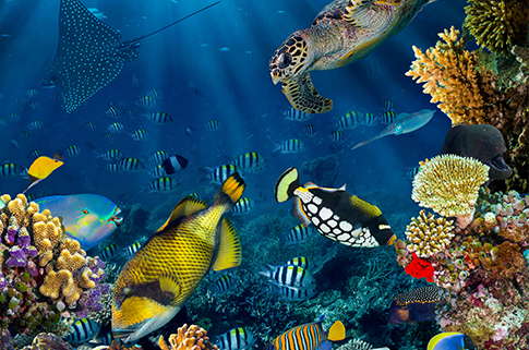 great-barrier-reef-places-to-visit-before-you're-30