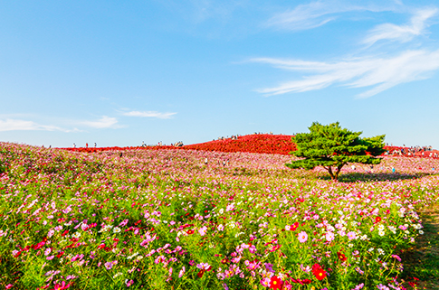 hitachi-seaside-park-scenery-in-japan