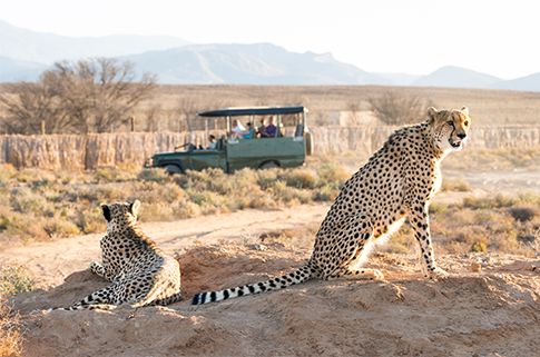 Cheetahs lounging in the foreground while a safari vehicle drives by in the background.