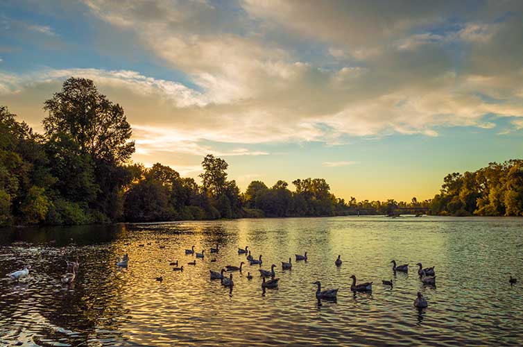 college towns eugene lake with ducks