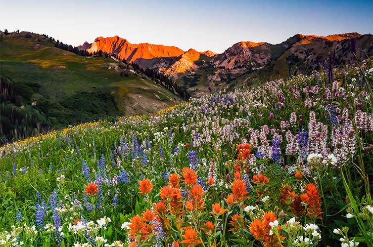 college towns logan utah wildflowers