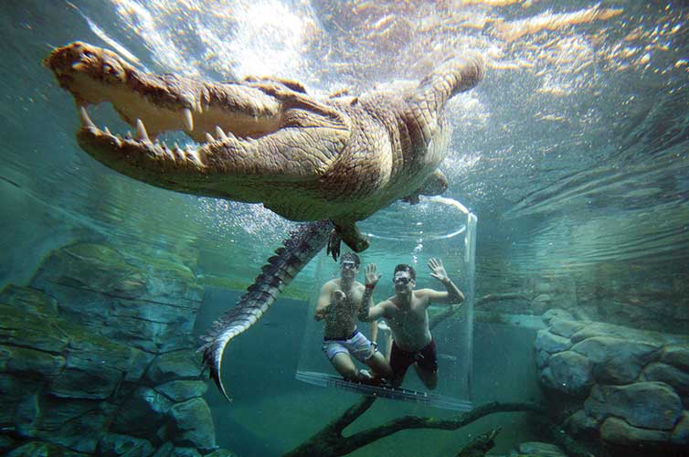 northern territory croc