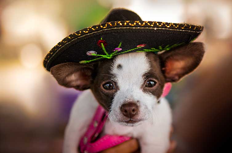 chihuahua races