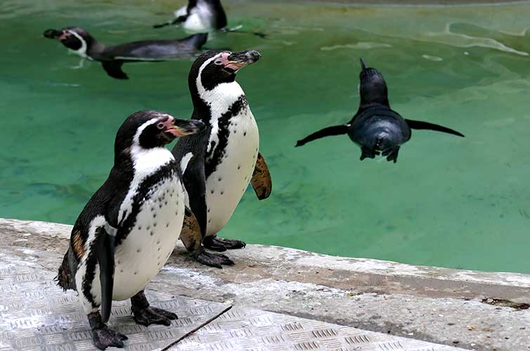 penguins at zoo