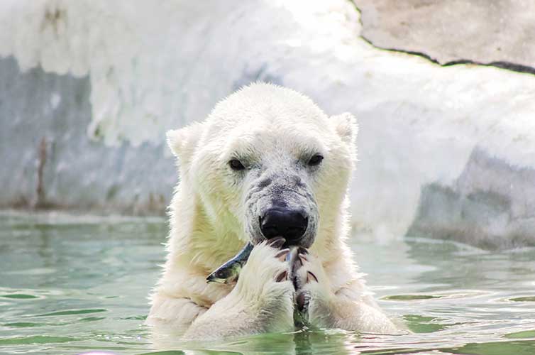 Bronx zoo