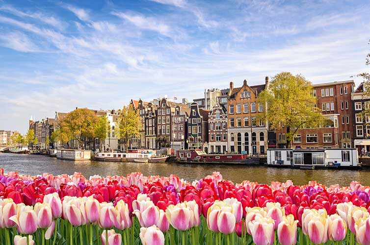 tulips amsterdam