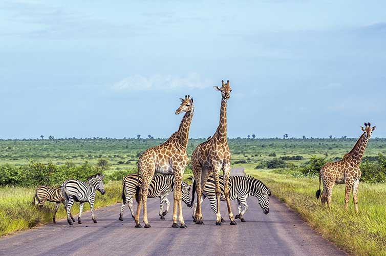 kruger-park-south-africa