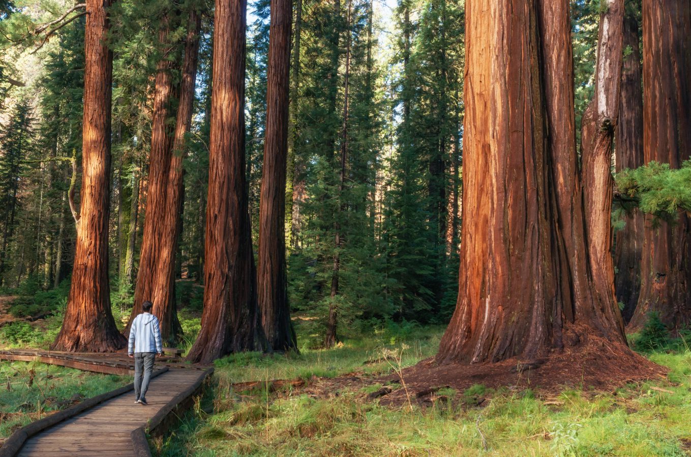 redwood national park socially-distanced
