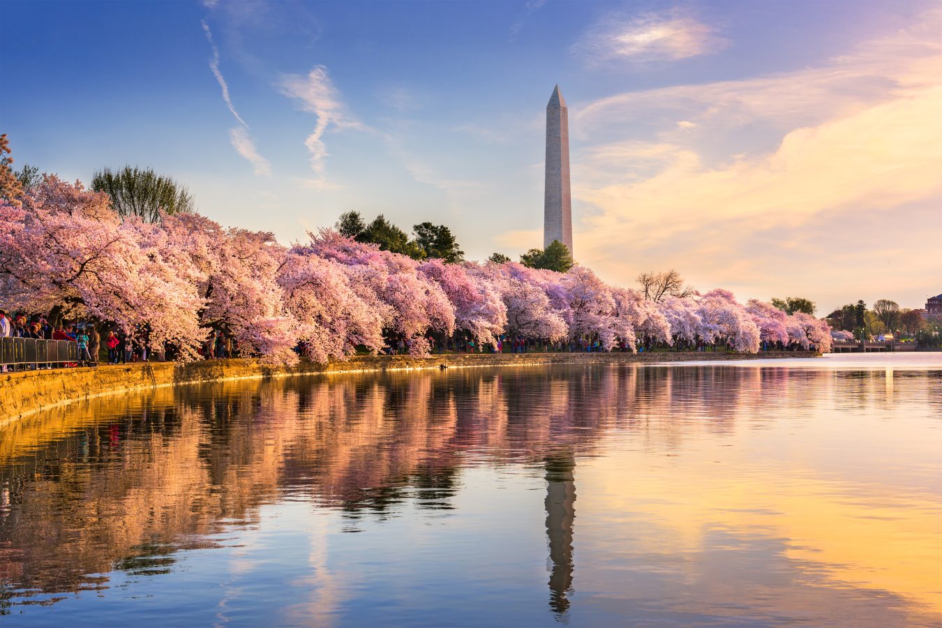 Springtime at the Tidal Basin in Washington DC, USA with Washington Monument in background and cherry blossoms in bloom in foreground.