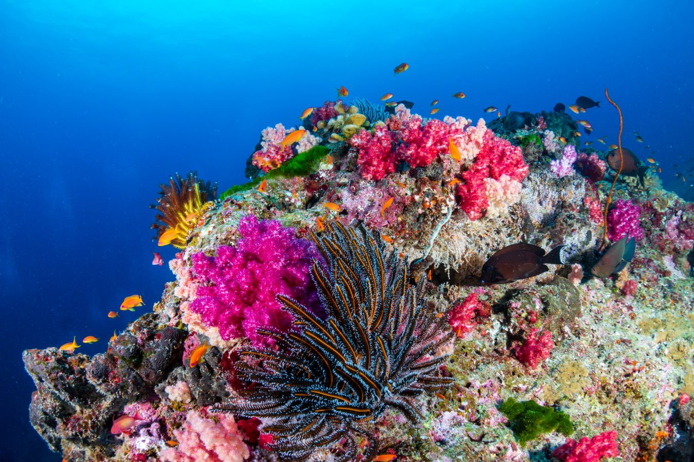 Colorful coral reef with fish swimming around in asia Pacific Coral Triangle.