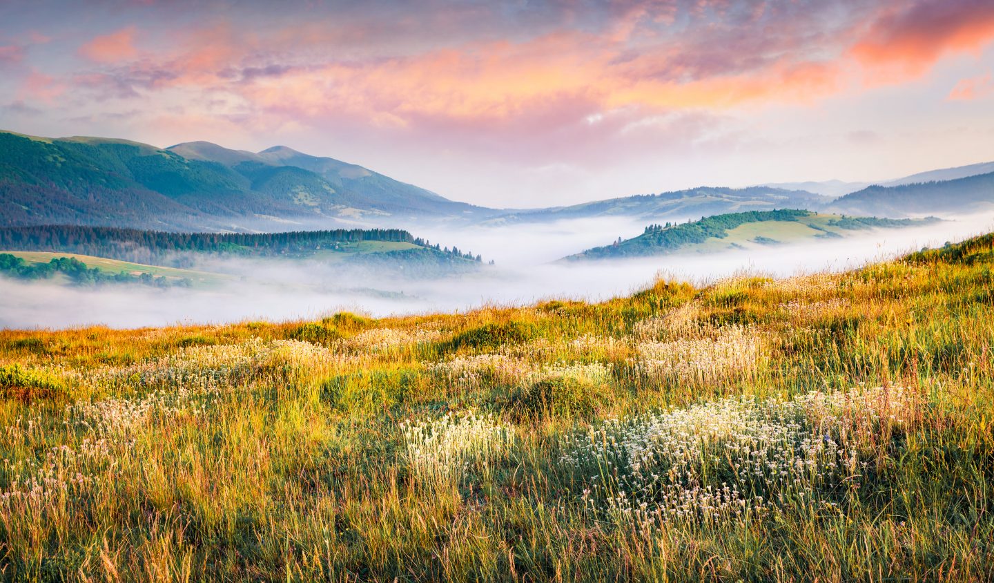 White flowers in the Carpathians Mountians in Ukraine on a foggy summer day.