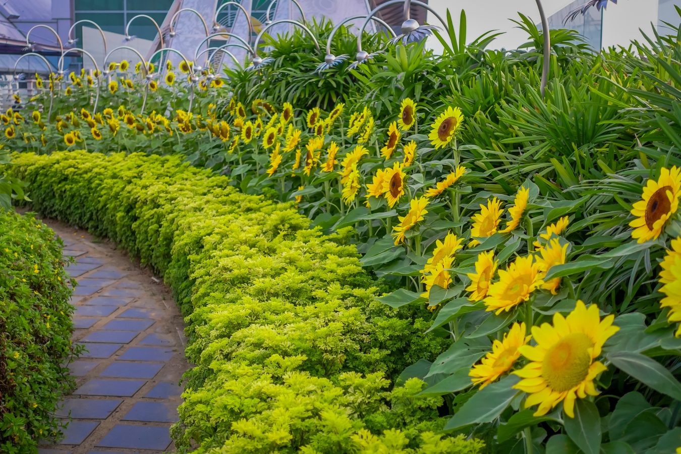 Sunflowers growing in the Sunflower Garden of Changi Airport. A great spot to visit on a layover in Singapore.