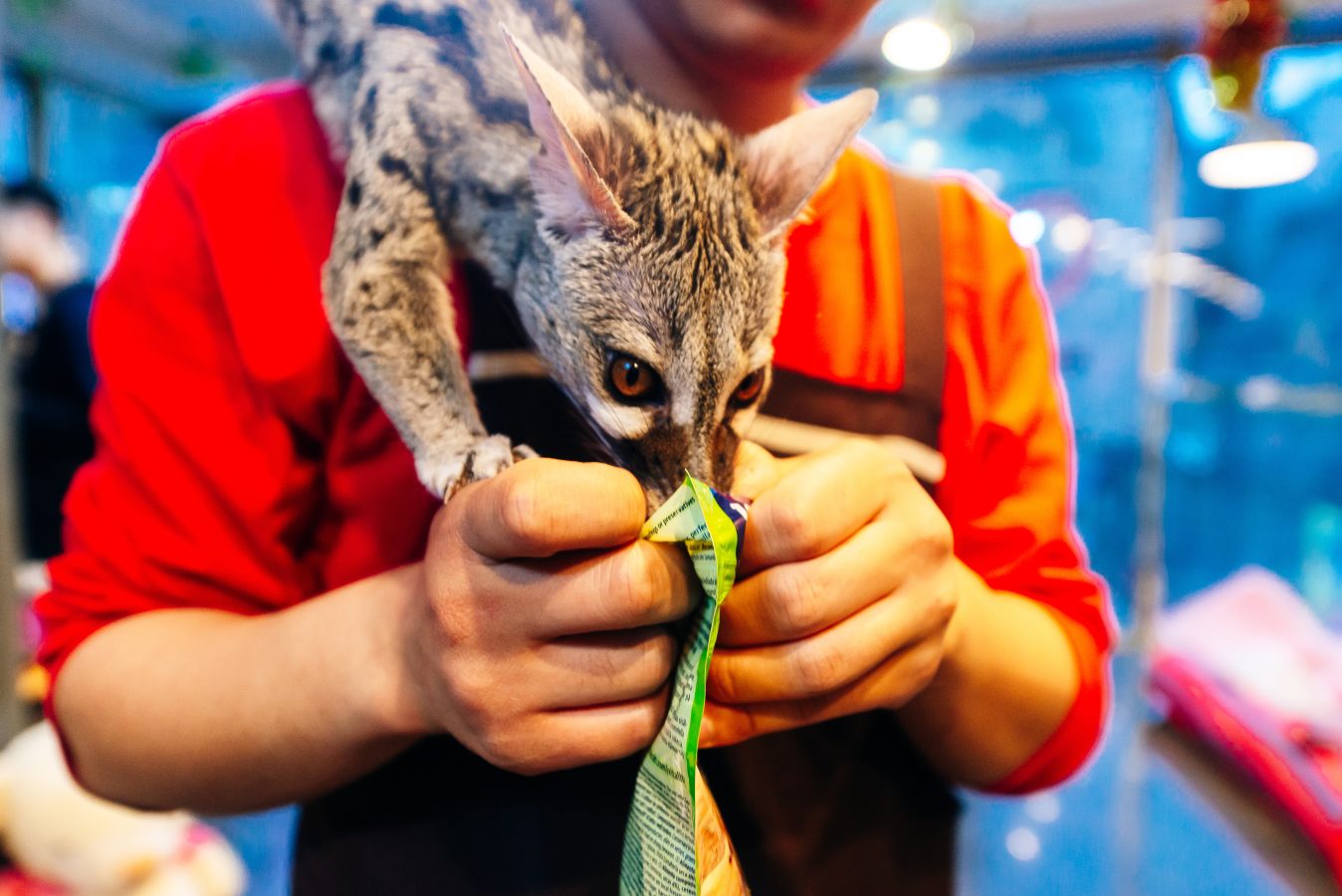 Cat at Cafe in South Korea