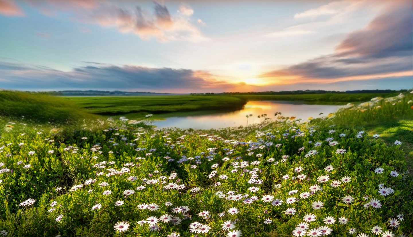 Beautiful summer natural landscape with lake and wildflowers at sunset