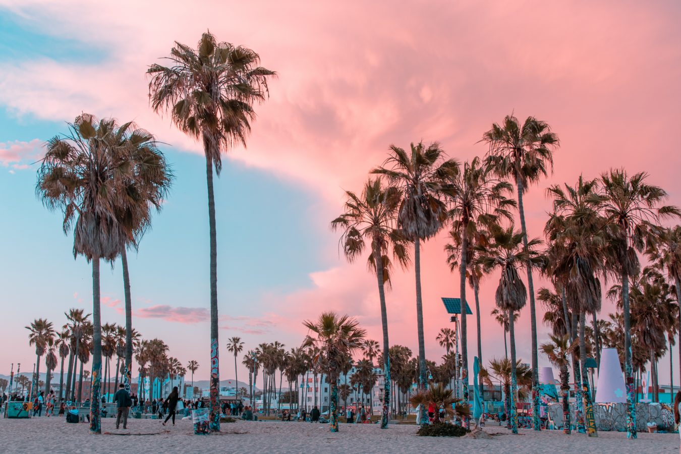 Venice Beach, California sunset with palm trees