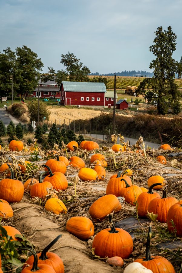 Fall pumpkin patch on a farm