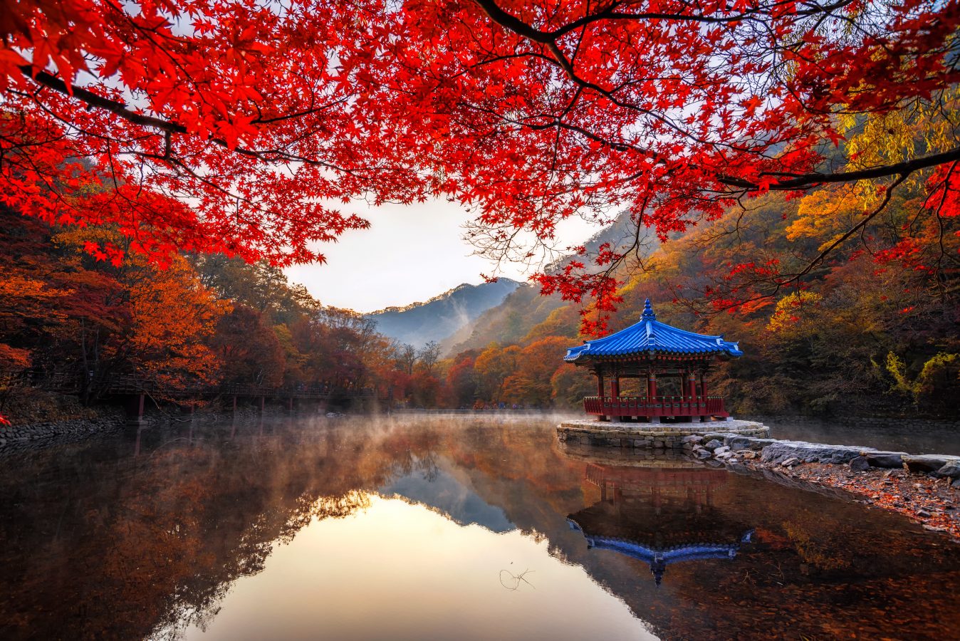 Autumn Maple in Naejangsan National Park, South Korea