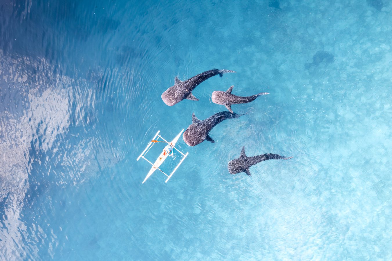 Whalesharks swimming in ocean drone aerial footage in Cebu, Philippines with a boat alongside.